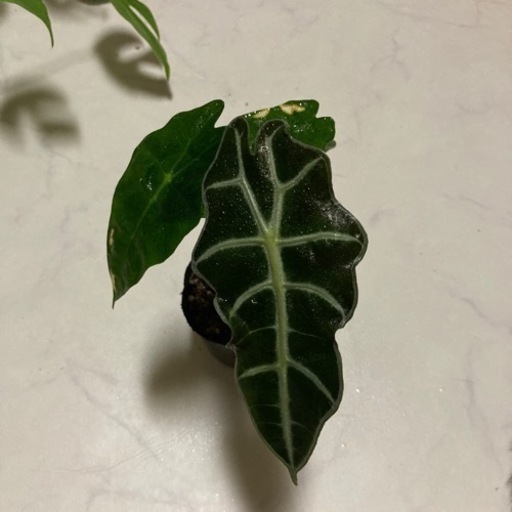 観葉植物 アロカシアポリー2 もも 大善寺の生活雑貨の中古あげます 譲ります ジモティーで不用品の処分