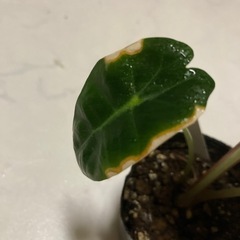 観葉植物 アロカシアポリー2 もも 大善寺の生活雑貨の中古あげます 譲ります ジモティーで不用品の処分