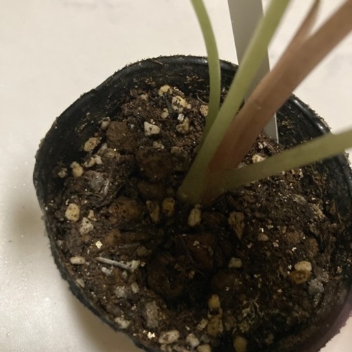 観葉植物 アロカシアポリー2 もも 大善寺の生活雑貨の中古あげます 譲ります ジモティーで不用品の処分