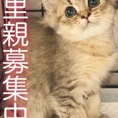 ラガマフィン子猫本文をよくご覧くださいませ。　●●アゴはネコでお...