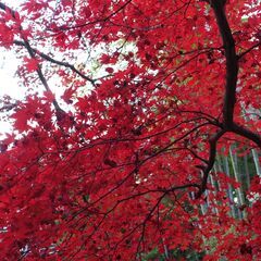 KOGE meetup　南大阪（河内長野）の紅葉と古い町並みを見...