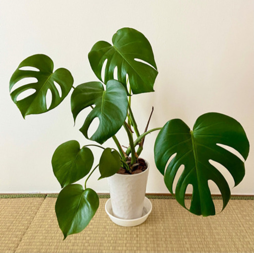 モンステラ観葉植物おしゃれインテリア新芽出ています 引っ越し太郎 新居浜のインテリア雑貨 小物 置物 オブジェ の中古あげます 譲ります ジモティーで不用品の処分 モンステラ観葉植物おしゃれインテリア新芽出ています 引っ越し太郎 新居浜のインテリア雑貨 小物 置物 オブジェ の中古あげます 譲ります ジモティーで不用品の処分