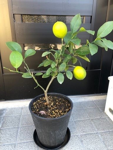 マイヤーレモン②