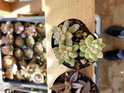 多肉植物秀麗不死鳥姫秋麗 くみくみ 南栗橋のその他の中古あげます 譲ります ジモティーで不用品の処分