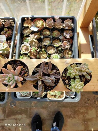 多肉植物秀麗不死鳥姫秋麗 くみくみ 南栗橋のその他の中古あげます 譲ります ジモティーで不用品の処分