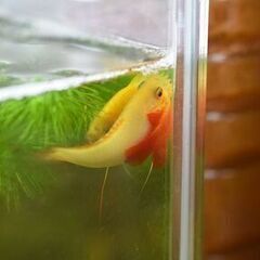 【熱帯魚】ゴールデンハニードワーフグラミーの幼魚～若魚1
