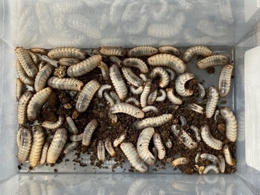 シロヘリミドリツノカナブン 幼虫初令 3令 Yuu 大麻のその他の中古あげます 譲ります ジモティーで不用品の処分