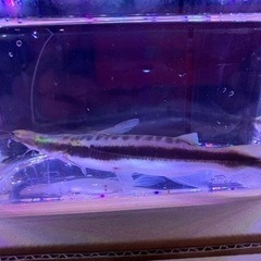 熱帯魚　古代魚　引取期限日曜日まで