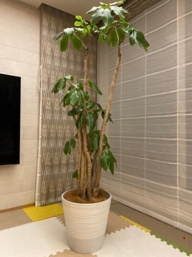 観葉植物　バッサイヤ