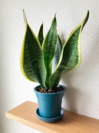 観葉植物　サンセベリア・ローレンティ④　33cm　ブルーカラーの3.5号の鉢と受け皿付き