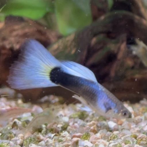 国産グッピードイツイエロータキシード稚魚10匹 水草マツモプレゼント りんご 江坂のその他の中古あげます 譲ります ジモティーで不用品の処分