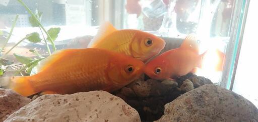 金魚とどじょう育てて下さる方 きみさん 秋田のその他の中古あげます 譲ります ジモティーで不用品の処分