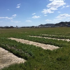 お米作り　苗床作り　種まきの準備 - ワークショップ
