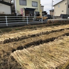 お米作り　苗床作り　種まきの準備