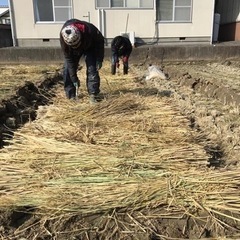 お米作り　苗床作り　種まきの準備 - 岡山市