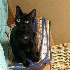 穏やか美形黒猫