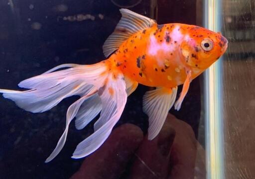国産金魚 オーロラ 明け二歳 受付期間12 4まで Kr0510 西都城のその他の中古あげます 譲ります ジモティーで不用品の処分