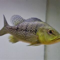 キクラ　ピニマ（フルスポット）１８cm± ブラジル　ジャグアリべ川産 キクラ ピニマ（フルスポット）18cm± ブラジル ジャグアリべ川産