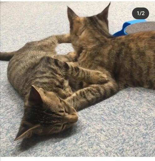 超好評 マジックレッスン婚活in津市猫カフェ 第2部 対象年齢男女共に25 35歳 7月24日 日 14時 16時 笑う婚活 竹野友理 近鉄四日市の地域 お祭りのイベント参加者募集 無料掲載の掲示板 ジモティー 超好評 マジックレッスン婚活in津市猫カフェ 第2部 対象年齢男女共に25 35歳 7月24日 日 14時 16時 笑う婚活 竹野友理 近鉄四日市の地域 お祭りのイベント参加者募集 無料掲載の掲示板 ジモティー