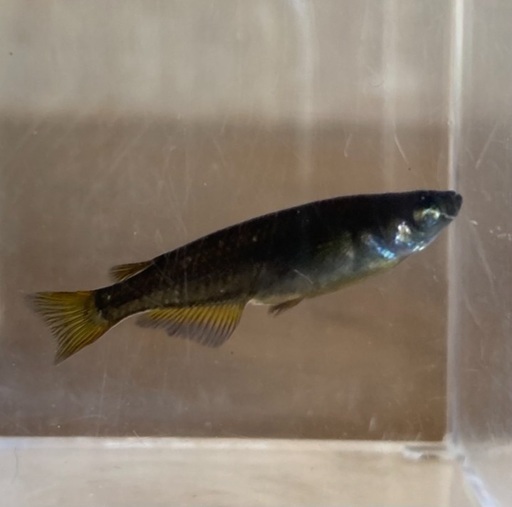 希少種 スモールアイピュアブラックメダカから生まれたf1稚魚3匹 タカ 甚目寺のその他の中古あげます 譲ります ジモティーで不用品の処分