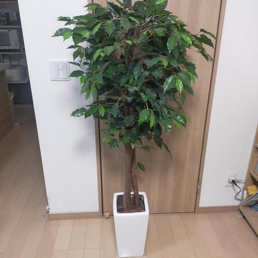 人工観葉植物 フェイクグリーン 高さ 150cm 幅 60cm