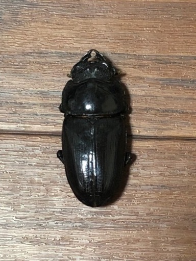 能勢YG オオクワガタ ♂1♀2 その2