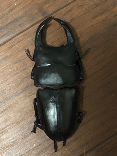 能勢YG オオクワガタ  ♂1♀2  その2