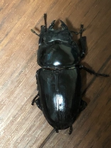 能勢YG オオクワガタ ♂1♀2 その2