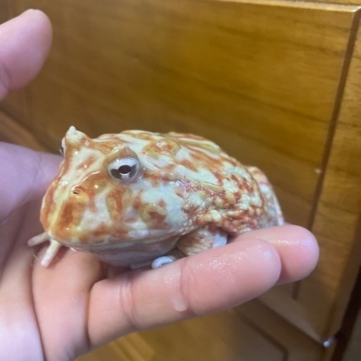 アルビノベルツノガエル けんけん 広島のその他の中古あげます 譲ります ジモティーで不用品の処分