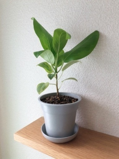 観葉植物　フィカス・アルテシマ　30cm　グレーカラーの3.5号の鉢と受け皿付き