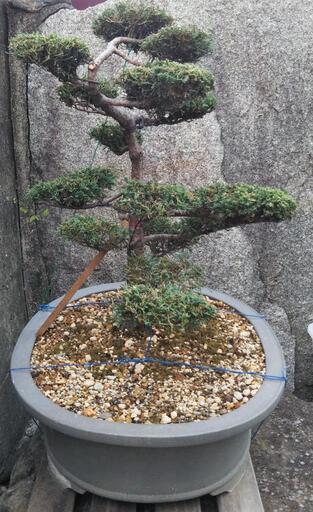 真柏素材！ 盆栽 真柏 シンパク 石付き | 【公式EC】BONSAI IKUMA