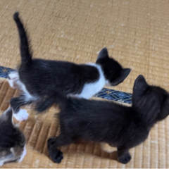 生後3ヵ月の黒猫ちゃん☆今月末で受付終了します − 長崎県
