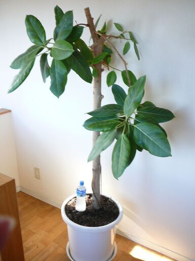 観葉植物 ゴムの木 引き取り限定 積載手伝います 高さ168cm 広いリビング オフェス 店舗okインテリア 生命力強 １５号鉢 キャスター Kaito 高崎のその他の中古あげます 譲ります ジモティーで不用品の処分