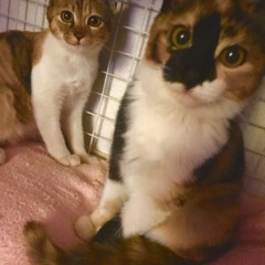 🧡三毛猫姉妹🧡生後4ヶ月の子猫