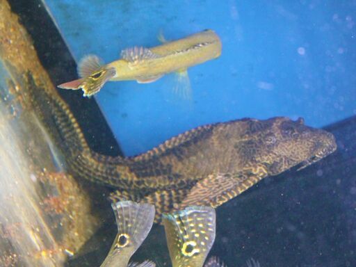 Bigセルフィンプレコ２３cm 大きいのにコケ取りに めちゃくちゃ働きます アズファー 羽島市役所前のその他の中古あげます 譲ります ジモティーで不用品の処分