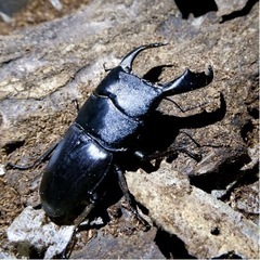 亡くなったカブトムシ、クワガタムシがありましたら譲っていただきた...