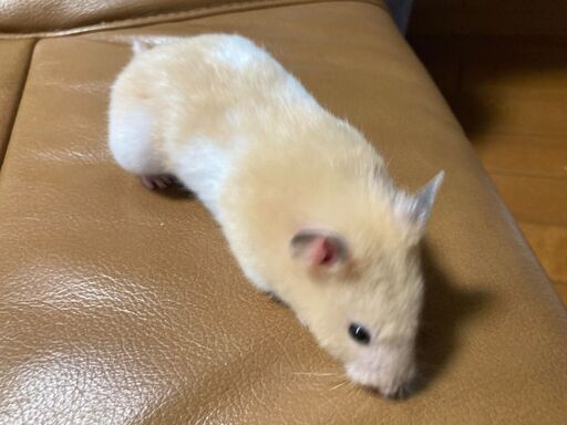 里親募集ゴールデンハムスター 長毛 とキンクマ 短毛 のハーフお譲りします 訂正 Eighty みどり台のその他の里親募集 ジモティー