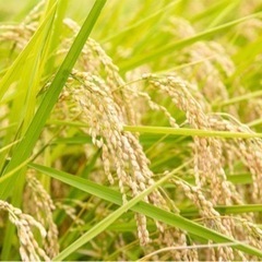 『福岡』農家の米です！