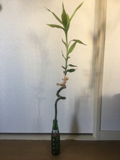 観葉植物ミリオンバンブー Hr 西荻窪の生活雑貨の中古あげます 譲ります ジモティーで不用品の処分