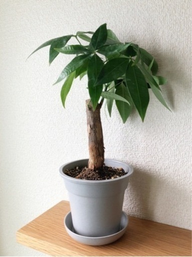 観葉植物　パキラ⑥　30cm　グレーカラーの3.5号の鉢と受け皿付き