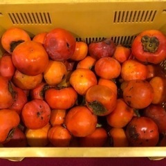 【無料】柿をもらってくれる方募集