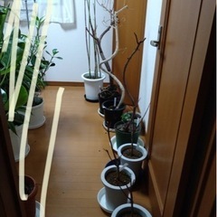 観葉植物用植木鉢等差し上げます。