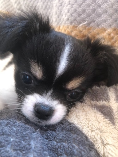 チワワ2ヶ月 まあみ 本庄のチワワの里親募集 ジモティー