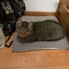 3歳の猫ちゃん引き取って頂けませんか｡