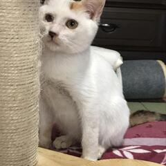 ゴロゴロ人馴れ、甘えん坊の白が多い三毛猫さん − 石川県
