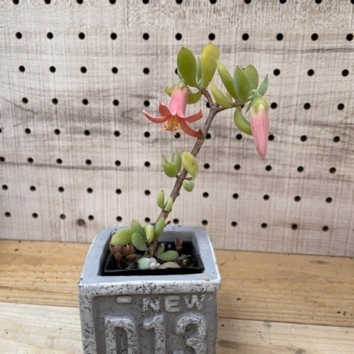 多肉植物ティンカーベル花付き るるは 中村公園の生活雑貨の中古あげます 譲ります ジモティーで不用品の処分