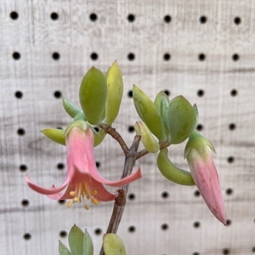 多肉植物ティンカーベル花付き るるは 中村公園の生活雑貨の中古あげます 譲ります ジモティーで不用品の処分