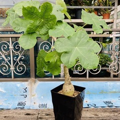 🌳観葉植物 サンゴアブラギリ ＊珊瑚油桐＊ ② 🌳