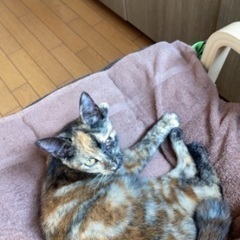 保健所に飼い主不明の問い合わせ済みです