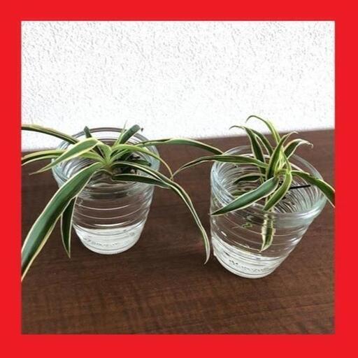 発送可 観葉植物ソフトオリヅルラン子株5株 オリヅルランは大変強く育て易くどんどん増える観葉植物です Ike家 上尾のその他の中古あげます 譲ります ジモティーで不用品の処分 発送可 観葉植物ソフトオリヅルラン子株5株 オリヅルランは大変強く育て易くどんどん増える観葉植物です Ike家 上尾のその他の中古あげます 譲ります ジモティーで不用品の処分